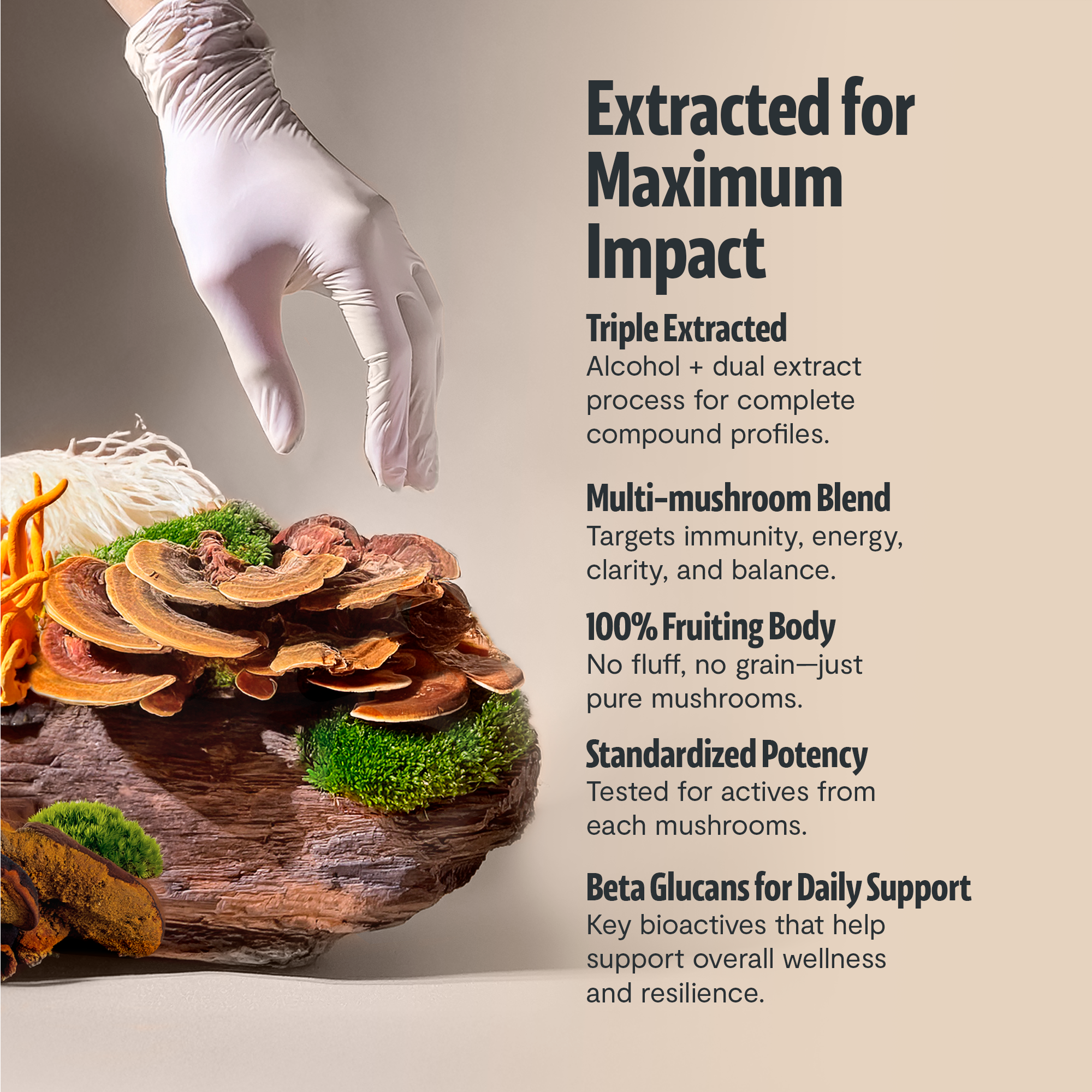 Organic Mushroom Complex Supplement Capsules for Daily Wellness