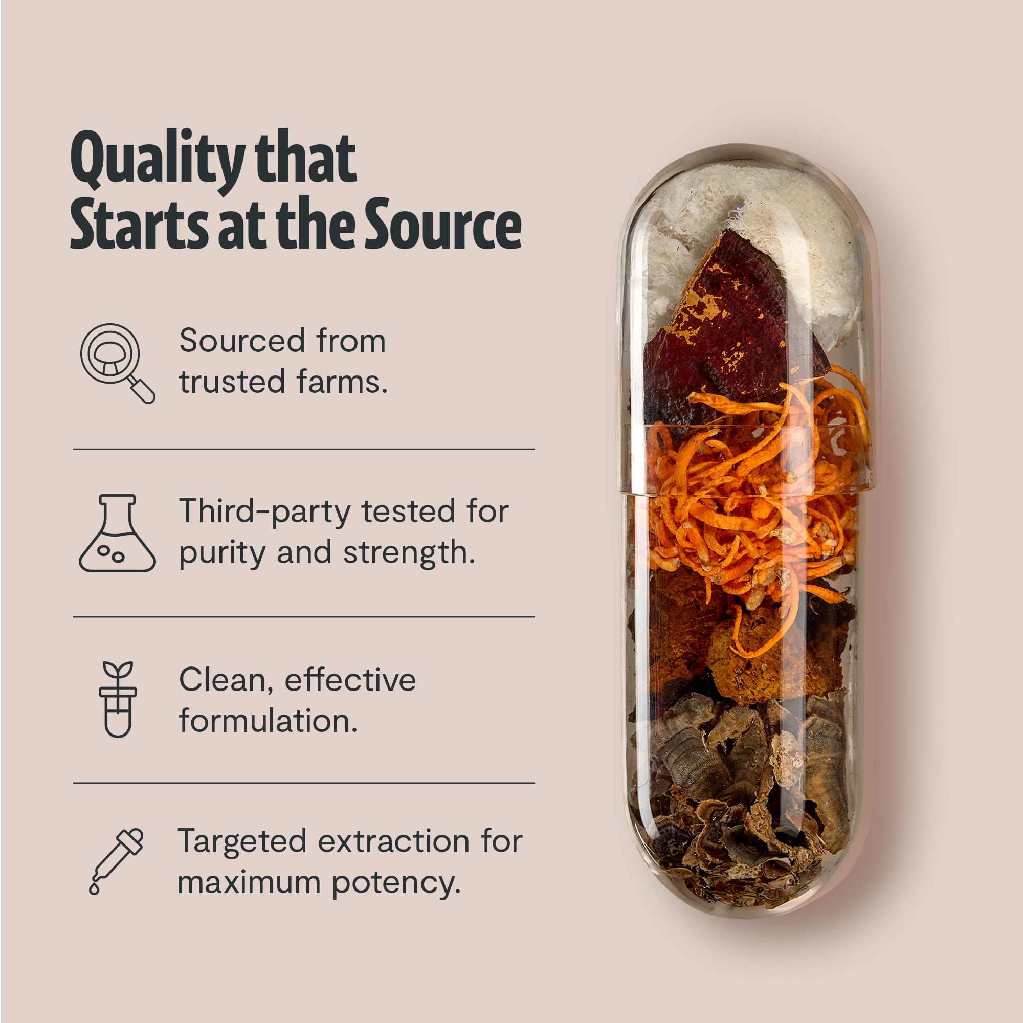 Organic Mushroom Complex Supplement Capsules for Daily Wellness